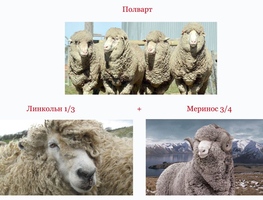 Полварт (Линкольн1:3).jpg